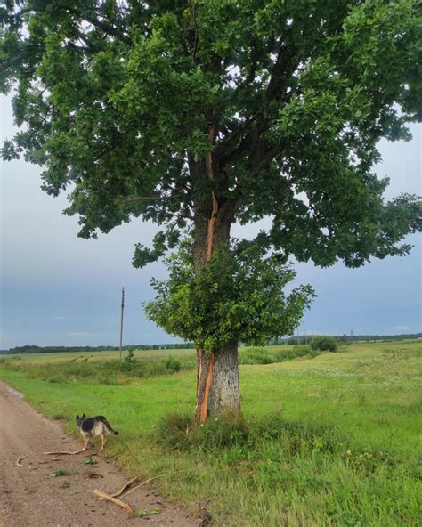 Simbolinis paveikslas, vaizduojantis augantį medį su šaknimis Lietuvoje ir šakomis, siekiančiomis ateities technologijas