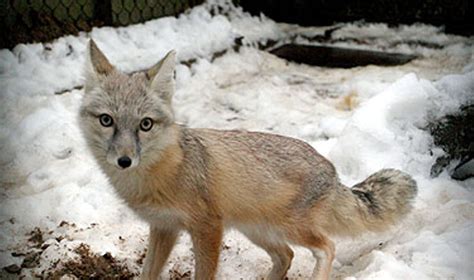 lapė vaikštanti mieste