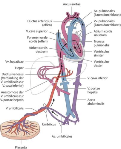 Placentos ir vaisiaus ryšys per bambagyslę