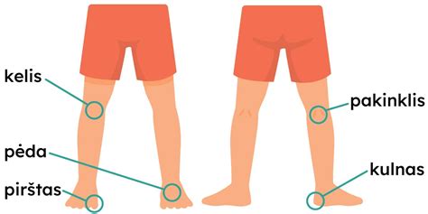 Schematinis žmogaus kūno pavaizdavimas su dešinės ir kairės pusės atskyrimu.