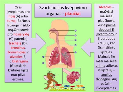 Kūdikio kvėpavimo sistema ir jos problemos