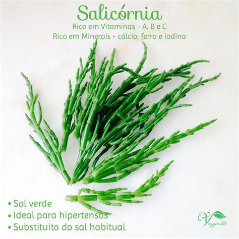 Salikornijos augalas druskingoje pakrantėje