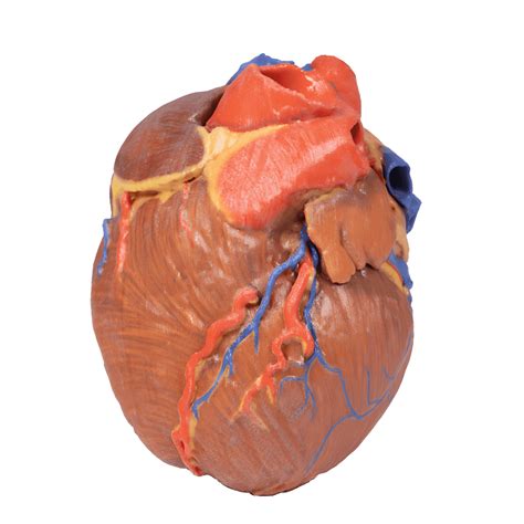 Scheminė žmogaus širdies iliustracija su tachikardijos pavaizdavimu