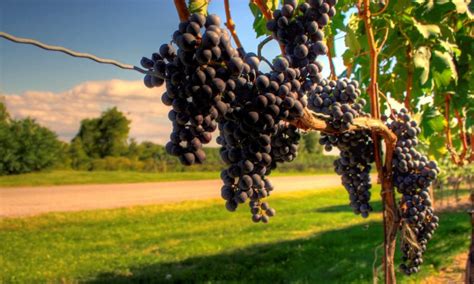 Įvairių spalvų vynuogių veislės