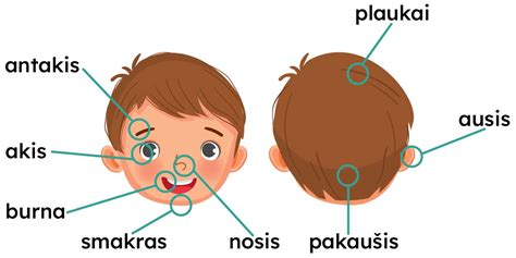 Naujagimio galvos dalys