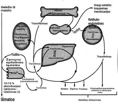 scheminė kepenų ir blužnies iliustracija su geležies dalelėmis