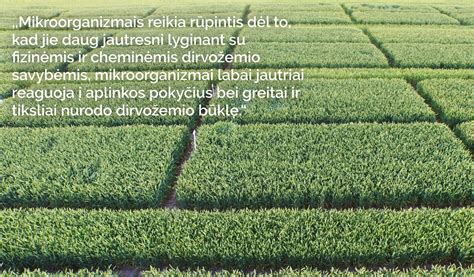 Dirvožemio mikroorganizmai