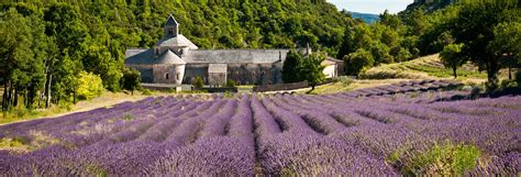 Levandų laukai prie Abbatijos Sénanque