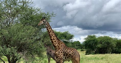 Arusha nacionalinio parko gyvūnai