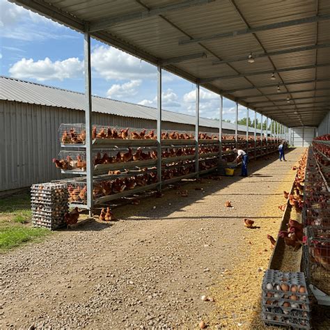 Putpelių auginimo ūkis Lietuvoje